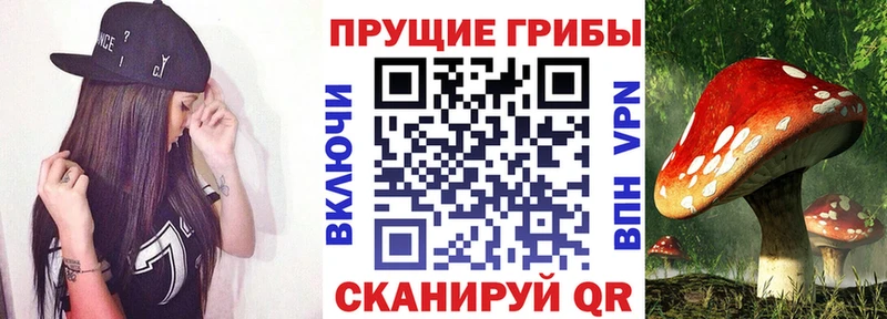 Псилоцибиновые грибы Psilocybe  Новочеркасск 
